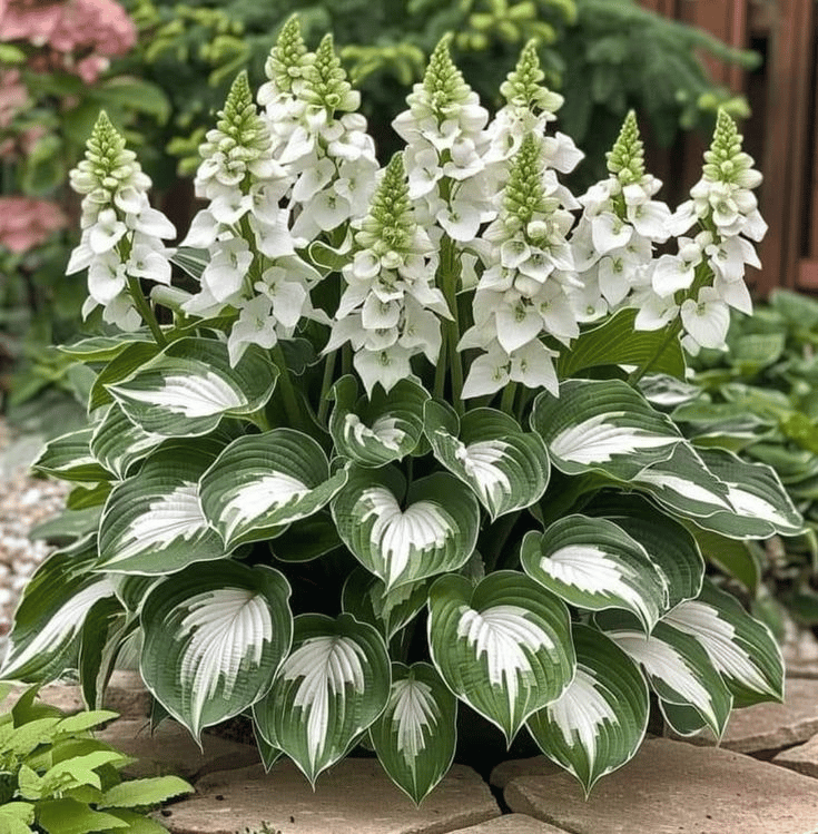 🎁Különleges ajánlat 2025🍃Ritka hosta magok🌿