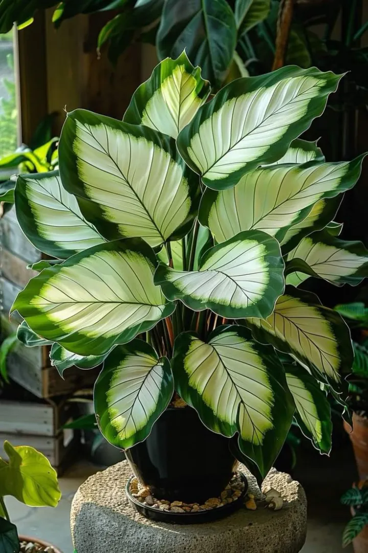 Ritka, óriási, magas hosta hagymák – toronymagas elegancia és árnyéktűrő szépség