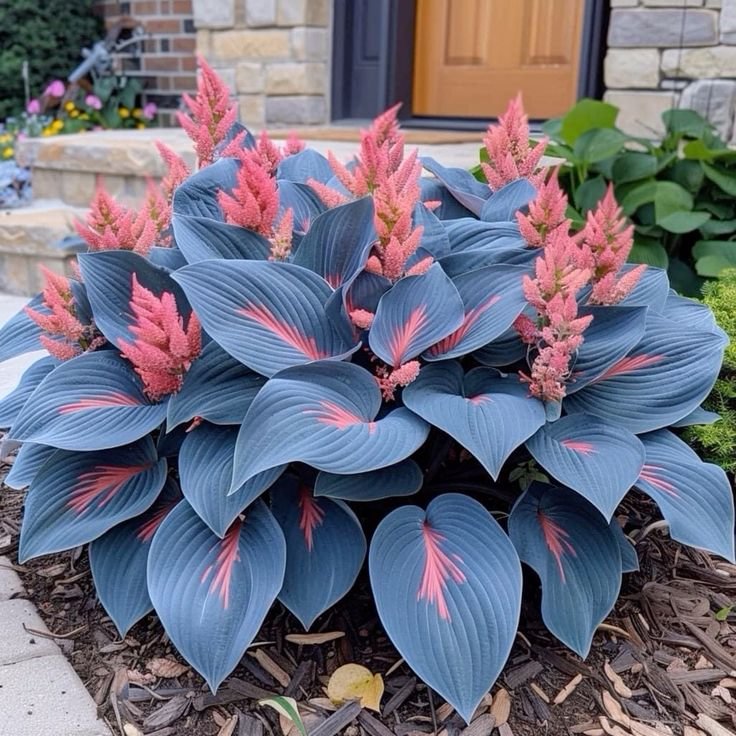 🍃Ritka többszínű hosta magok