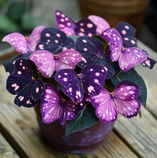 💥 Új begóniák 🦋 Pillangóbegónia magok 🌱 Bonsai, amilyet még soha nem láttál