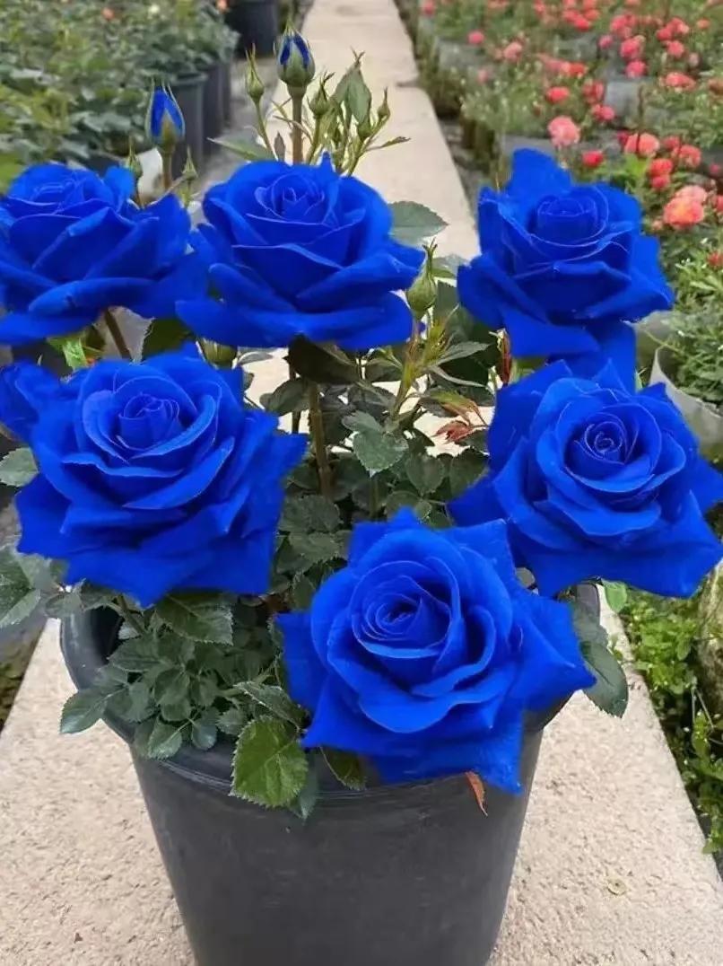 💙KÉK VARÁZSLÓ RÓZSA MAGOK✨
