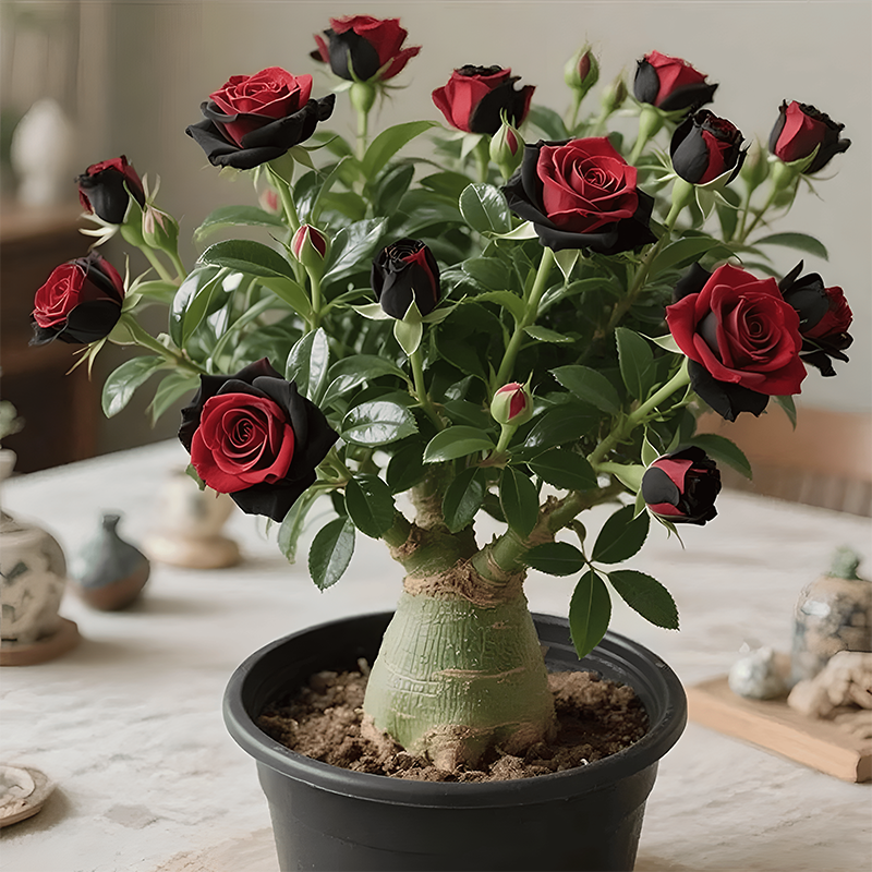 🌵🌺Sivatagi rózsák hagymái