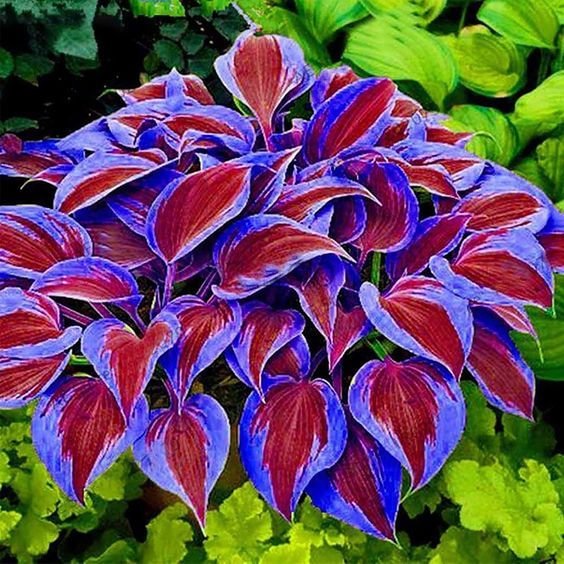 🍃Ritka többszínű hosta magok