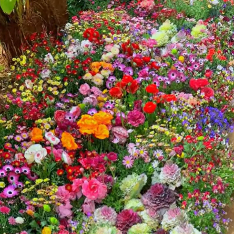 🔥Az akció utolsó napja💐Vegyes évelő virágmagok - több mint 60 vegyes fajta