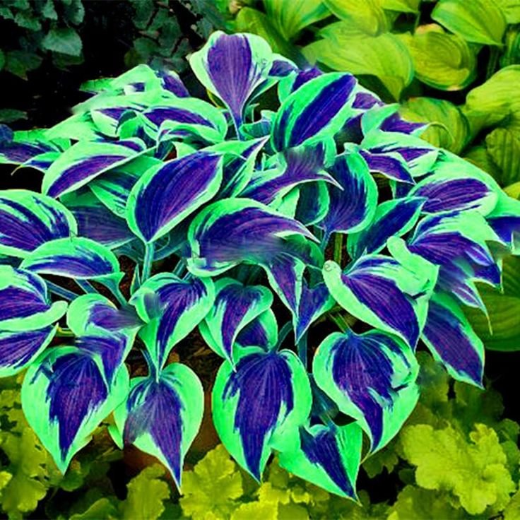🍃Ritka többszínű hosta magok