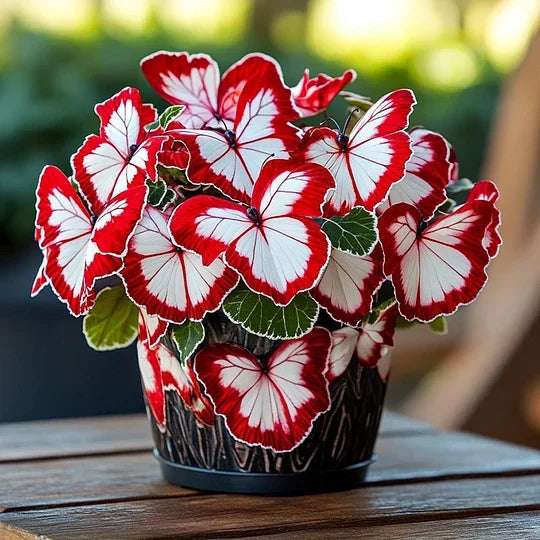 💥 Új begóniák 🦋 Pillangóbegónia magok 🌱 Bonsai, amilyet még soha nem láttál