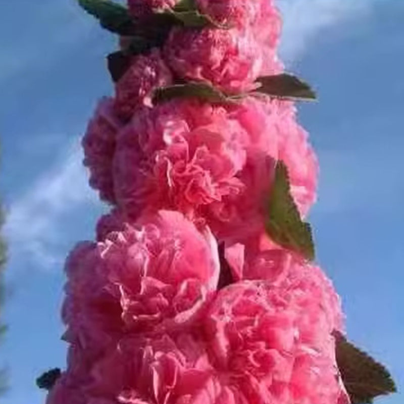 🌸Virágzó évelő mályva magok🌸
